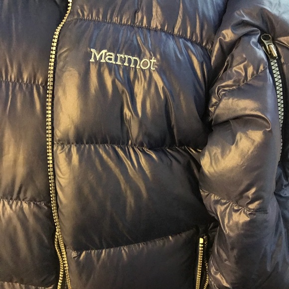 marmot puffer